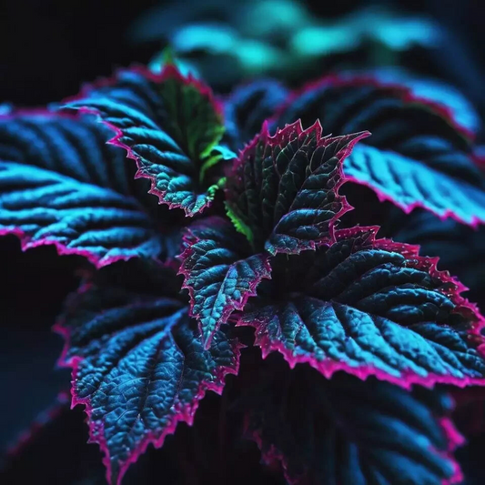 20 Rare Coleus Seeds - Stunning Blue, Black & Green Leaf Variety - Unique Colorful Foliage for Garden, Pot, Indoor or Outdoor