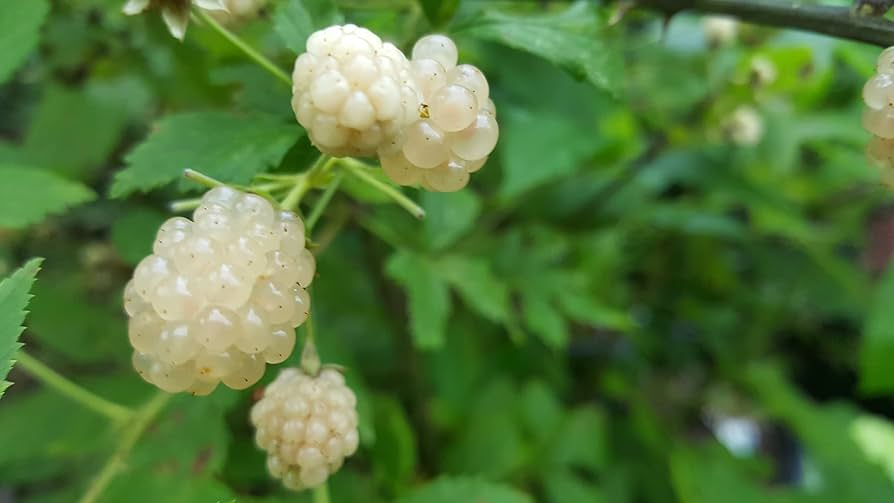 5 Snowbank White Blackberry Plants - Rubus fruticosus | Live Starter Plants | Unique Edible Fruit Shrub for Gardens & Berry Patches