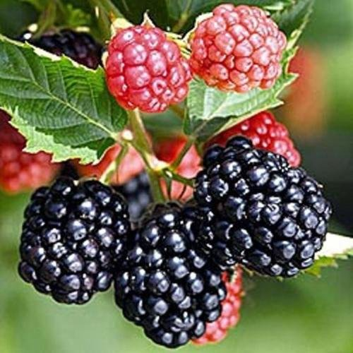 5 Triple Crown Blackberry Plants - Thornless Variety | Live Starter Plants | Sweet Edible Fruit Bushes for Gardens and Orchards