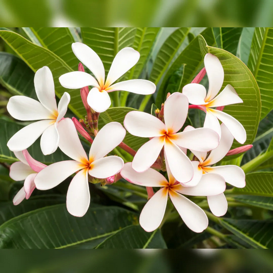 1 Plumeria Unrooted Cutting 10"-11" Frangipani | Tropical Flowering Plant for Garden, Exotic Plumeria Rubra, Fragrant White & Pink Blooms