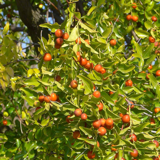 5pcs Jujube Unrooted Cuttings (Ziziphus jujuba), Edible Fruit Tree, Grow Your Own Sweet Dates, Perfect for Garden & Orchard Planting