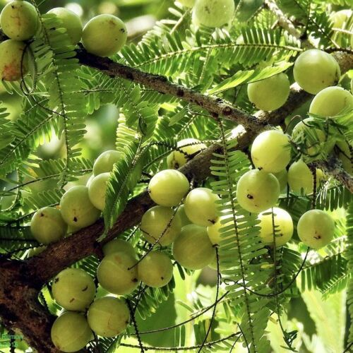 1 Starter Plant Amla (Emblica officinalis) 12"-24" Live Indian Gooseberry Tree for Gardens