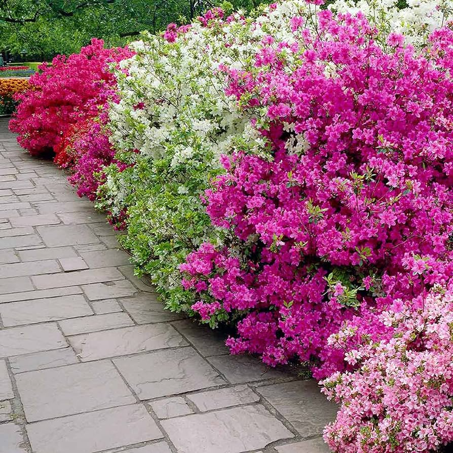 50 Azalea Seed Mix, Mixed Rhododendron Flower Colors, Colorful Shrub Bush, Hardy Perennial, for Gardens, Landscapes & Floral Arrangements