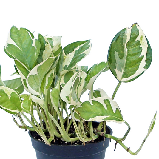 Pothos Pearls and Jade Cuttings - 3 Live Cuttings, Epipremnum aureum, Variegated Indoor Houseplant