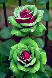 20 Ruby Green Twin Rose Seeds - Rare Bicolor Roses - Unique Heirloom Variety - Fragrant Perennial - Easy to Grow