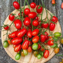 100 mg San Marzano Tomato Seeds - Solanum lycopersicum | Heirloom Italian Paste Tomato for Planting, Gardening & Sauces