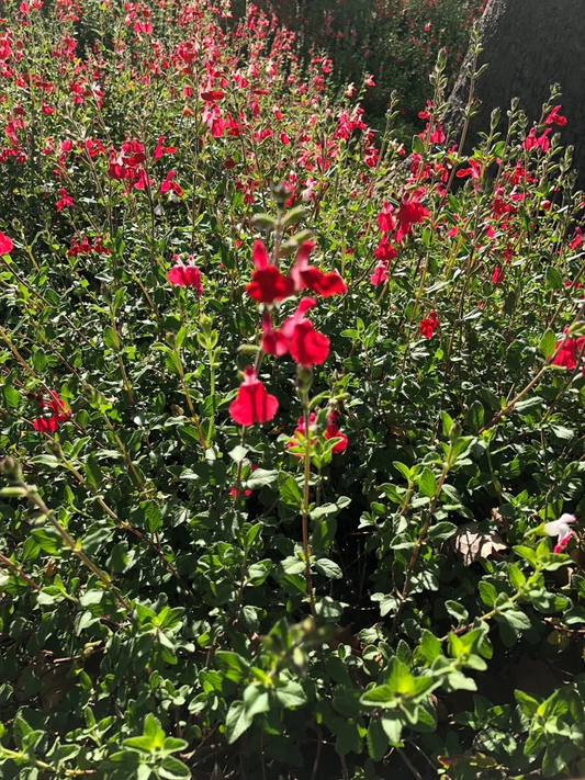 Organic Red Autumn Sage Cuttings - 15 Pcs, Salvia greggii, Drought & Frost Tolerant, Hummingbird Magnet, Culinary Herb, USA Grown, Guaranteed