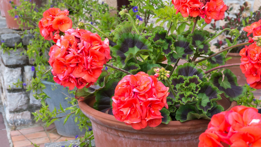 Ivy Geranium 'Mountie Red' - 8 Unrooted Cuttings for Propagation