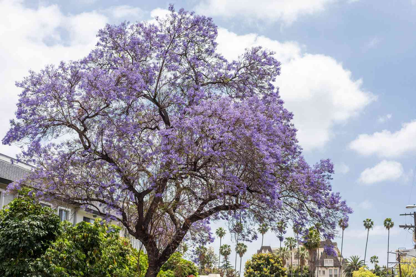 40 Purple Jacaranda Mimosifolia Seeds | Fast Growing Flowering Tree, Beautiful Purple Blooms, Tropical Landscaping, Garden Tree