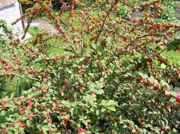 10 Unrooted Nanking Cherry Cuttings (Prunus tomentosa) - 6-8 Inches Long, Hardy Shrub for Fruit, Wildlife, & Landscaping