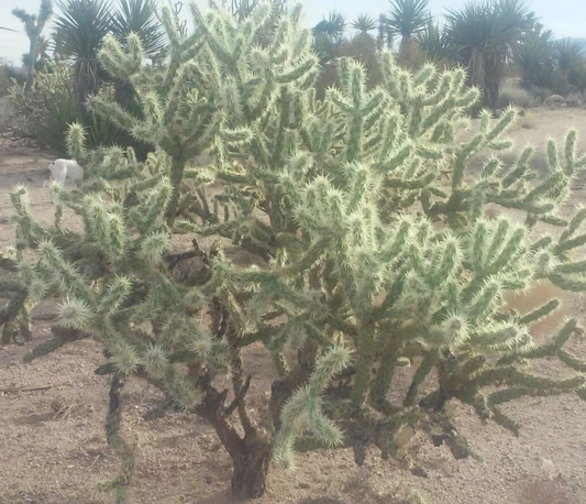 Cholla Cactus Cuttings - Cylindropuntia fulgida - 2 Fresh 6" Branches - Desert Succulent - Jumping Cholla