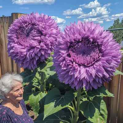 50 Rare Purple Enchanting Giant Teddy Bear Sunflower Seeds - Unique Fluffy Blooms - Easy to Grow - Pollinator Friendly