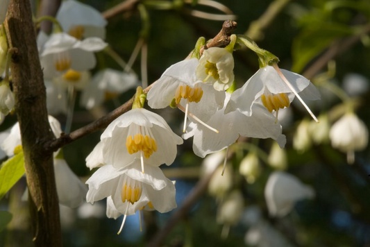 Halesia carolina Cuttings, 5 Stem Pieces, Carolina Silverbell, Deciduous Tree, USDA Zones 4-8