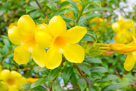 Golden Trumpet Vine Plants, Allamanda cathartica, 4 Rooted Live Plants, Tropical Flowering Vine, USDA Zones 10-11