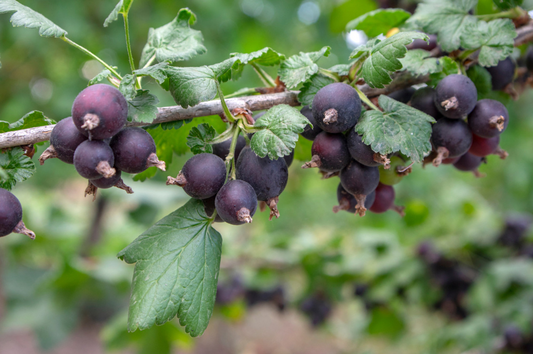Jostaberry Cuttings - Set of 12 Unrooted Cuttings, Ribes × nidigrolaria, Gooseberry/Black Currant Hybrid