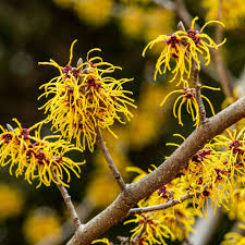 1 Witch Hazel Shrub - Hamamelis virginiana | 12-18” Bare Root | Native Fall-Blooming Shrub for Landscapes & Wildlife