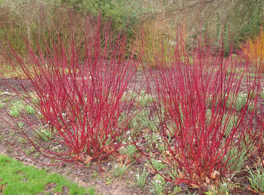 Red Osier Dogwood Cuttings - 30 Live 12-inch Stems, Cornus sericea, USDA Zones 3-8