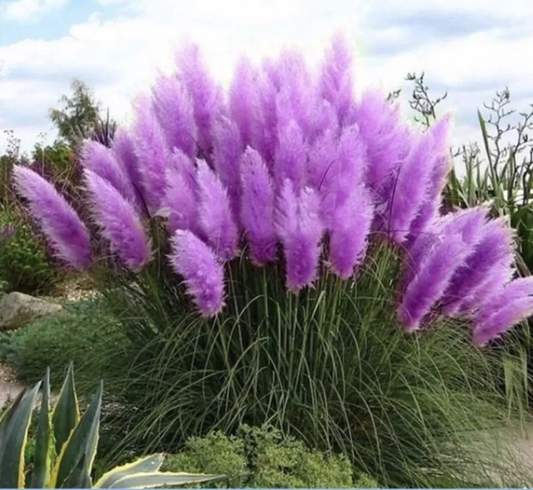 Purple Pampas Grass Plugs (Cortaderia selloana), 3 Plants, 3-5" Tall, USDA Zones 3-10, Full Sun