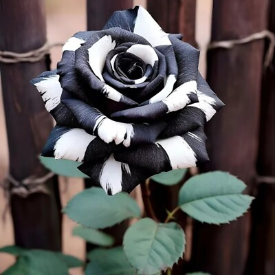 20 Ink Gray & White Striped Rose Seeds - Rare Bicolor Blooms - Unique Heirloom Variety - Fragrant Perennial - Easy to Grow