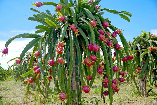 Vietnam White Dragon Fruit Cuttings - 8” to 24” Rare Pitaya, Fast-Growing, Sweet Tropical Fruit, Self-Pollinating, Exotic Cactus Climber