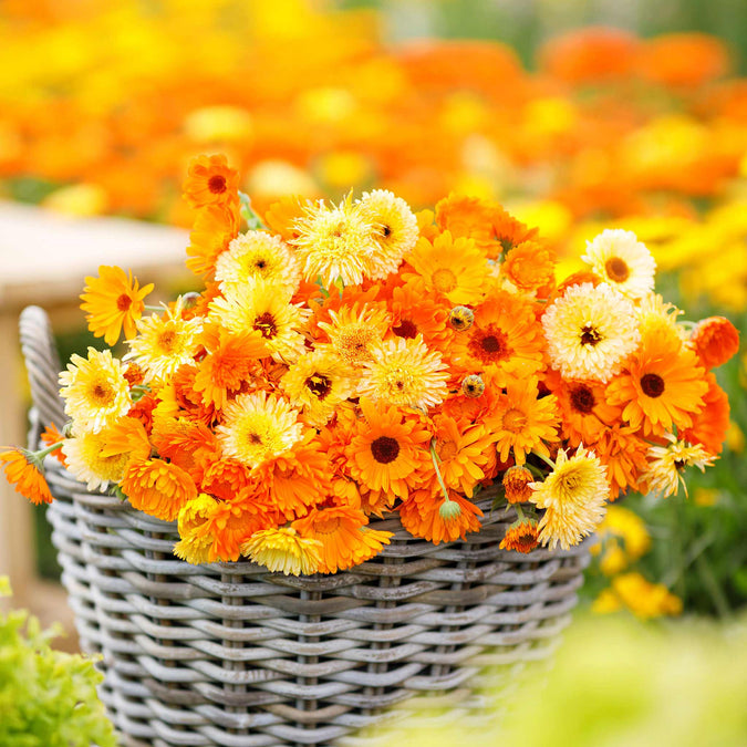 200+ Calendula Seeds | Pacific Beauty Mix | Calendula officinalis | Non-GMO Annual Blooms for Gardens, Borders & Pollinators
