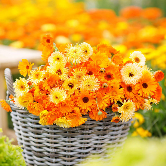 200+ Calendula Seeds | Pacific Beauty Mix | Calendula officinalis | Non-GMO Annual Blooms for Gardens, Borders & Pollinators
