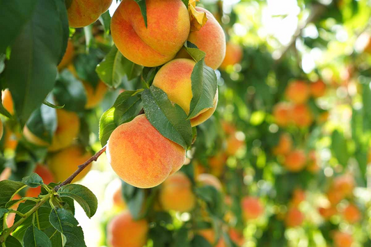 California Peach Cuttings - 7 Live 6" Cuttings, Prunus persica, Fruit Tree Propagation