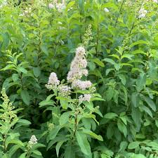 White Meadowsweet Cuttings - 10 Live 6-10" Cuttings, Spiraea alba, Native Perennial