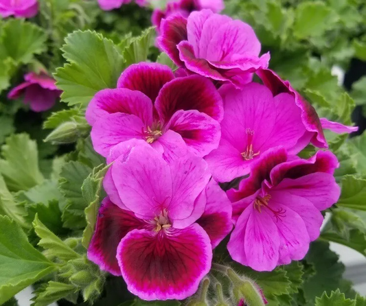 Martha Washington Geranium Pelargonium - Four 5-inch Cuttings for Rooting, Color Mix