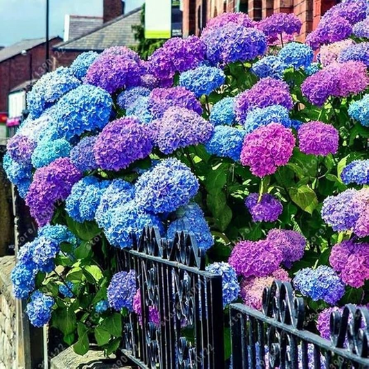 25 Hydrangea Seeds - Mixed Blue, Pink, Purple Blooms - Non-GMO, Perennial Flowering Shrub - Stunning Garden Plant - Easy to Grow