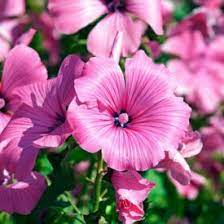 40 Seeds Rose Mallow Dwarf Mix (Hibiscus moscheutos) - Colorful Perennial Flower, Compact, Ideal for Gardens, Attracts Pollinators