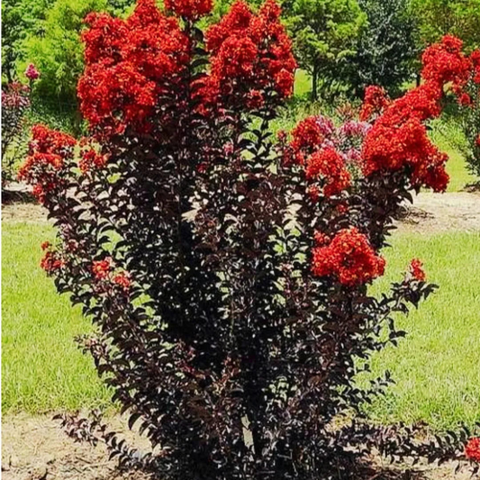 Black Diamond Crape Myrtle Starter Plants - 2 Rooted 6" Cuttings - Dark Red Flowers, Purple-Black Foliage