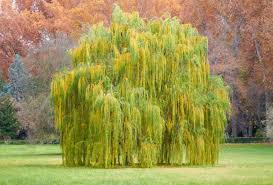 Weeping Willow Cutting - Salix babylonica - 14-24" Bare Root - Fast Growing Tree
