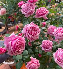 4 French Rose Unrooted Cuttings (Rosa) 6-8" - Premium Rose Bush Propagation - Perfect for Growing Your Own Rose Garden, Rooting & Planting