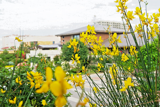 20 Spanish Broom Seeds (Spartium junceum) Weavers Broom, Yellow Flowering Bush Shrub, Hardy Shrub for Garden, Fragrant Plant Seeds