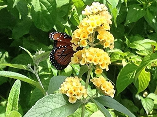 Buddleia Live Plant, Yellow Butterfly Bush, Buddleja davidii, Deciduous Shrub, USDA Zones 5-9, Fragrant Blooms