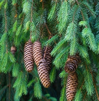 50 Norway Green Spruce Seeds (Picea abies) | Tree Seeds, Evergreen, Hardy Tree, Garden, Landscaping, Holiday Decorations