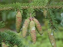 Picea glauca Seeds - 25 Count - White Spruce - Alaska Wild Harvested - Zone 2-6