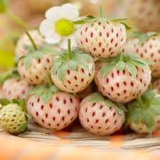 200+ White Strawberry Seeds | Pineberry Variety | Fragaria x ananassa | Unique Non-GMO Fruit for Gardens & Containers