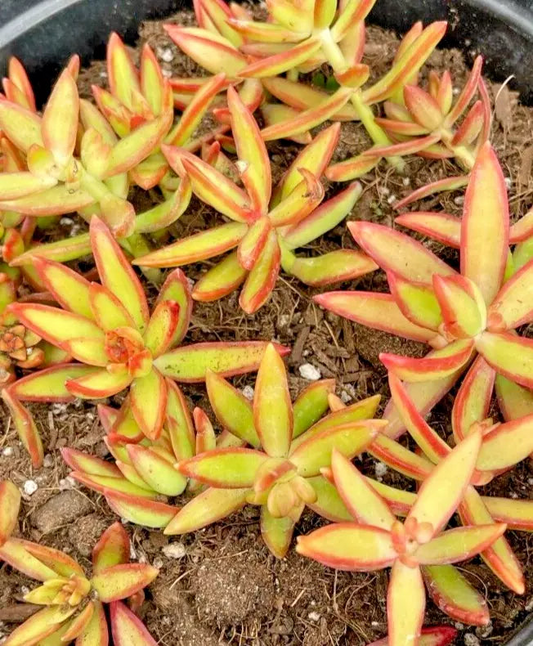 5 Rooted Live Plant Cuttings Succulent Sedum Adolphi 'Firestorm' | Vibrant Red-Orange Edges, Drought-Tolerant, Easy Care
