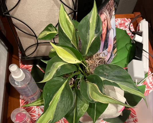 Philodendron Cream Splash Cuttings - Rooted Cuttings, Variegated Houseplant