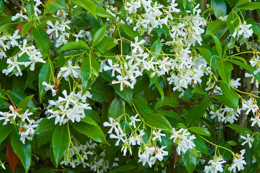 7 Jasminoides Trachelospermum Star Jasmine Cuttings, 6" Unrooted, Fragrant Flowering Plant, Perfect for Vines & Gardens, Easy to Grow