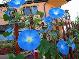 100 Morning Glory Seeds | Blue and White Blooms | Ipomoea tricolor | Non-GMO Vine Flower for Fences, Trellises & Garden Arches