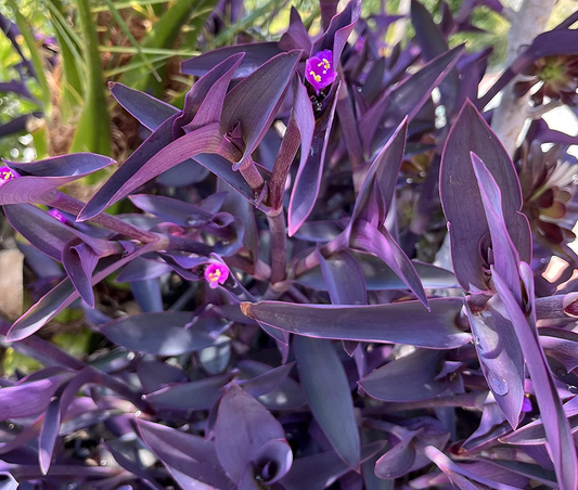 Tradescantia pallida Cuttings - 10 Count - Purple Heart Plant - 4-6" Length