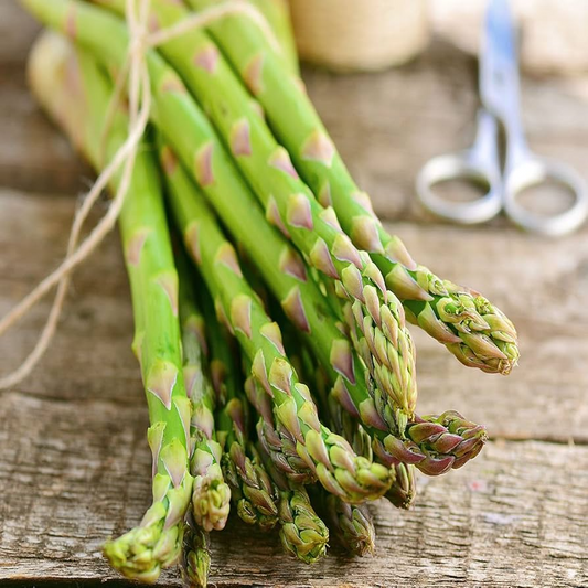 10 Green Jersey Knight Live Asparagus Bare Root - 2yr Crowns, High-Yield Perennial