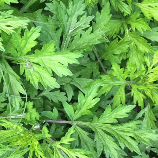 100 Seeds Japanese Mugwort (Artemisia princeps, Yomogi) Herb for Planting | Culinary, Aromatic Herb