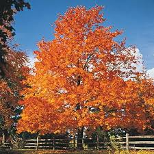 1 Sugar Maple Tree - Acer saccharum | 12–18” Live Bare Root Starter Tree | Sweet Maple for Shade, Color & Landscapes