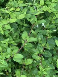 Lonicera japonica Cuttings - 4 Count - Hal's Honeysuckle - Unrooted Vines