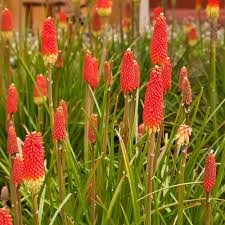 50+ Red Hot Poker Seeds | Kniphofia uvaria | Non-GMO Perennial with Bold Red-Orange Spikes | Hummingbird & Pollinator Magnet