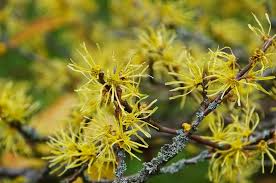 3 Witch Hazel Shrubs - Hamamelis virginiana | 12–18” Live Bare Root Plants | Native Flowering Shrub for Fall Color & Wildlife
